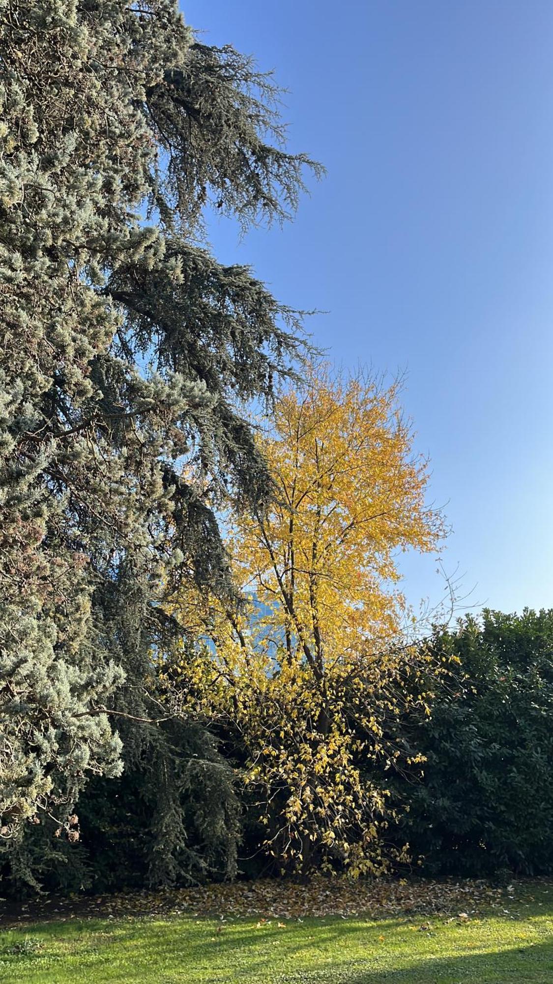 פארמה Acero Giallo מראה חיצוני תמונה